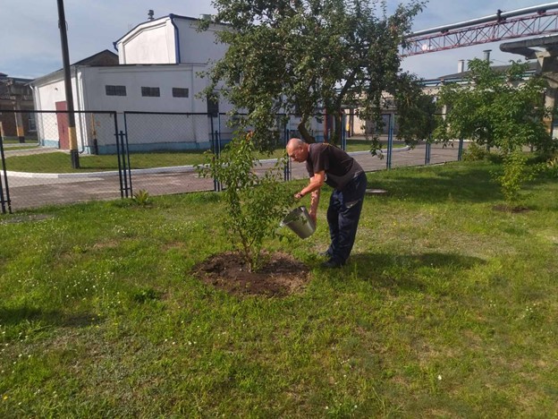 Полей дерево!